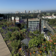 Waldorf Astoria Beverly Hills rooftop garden 2