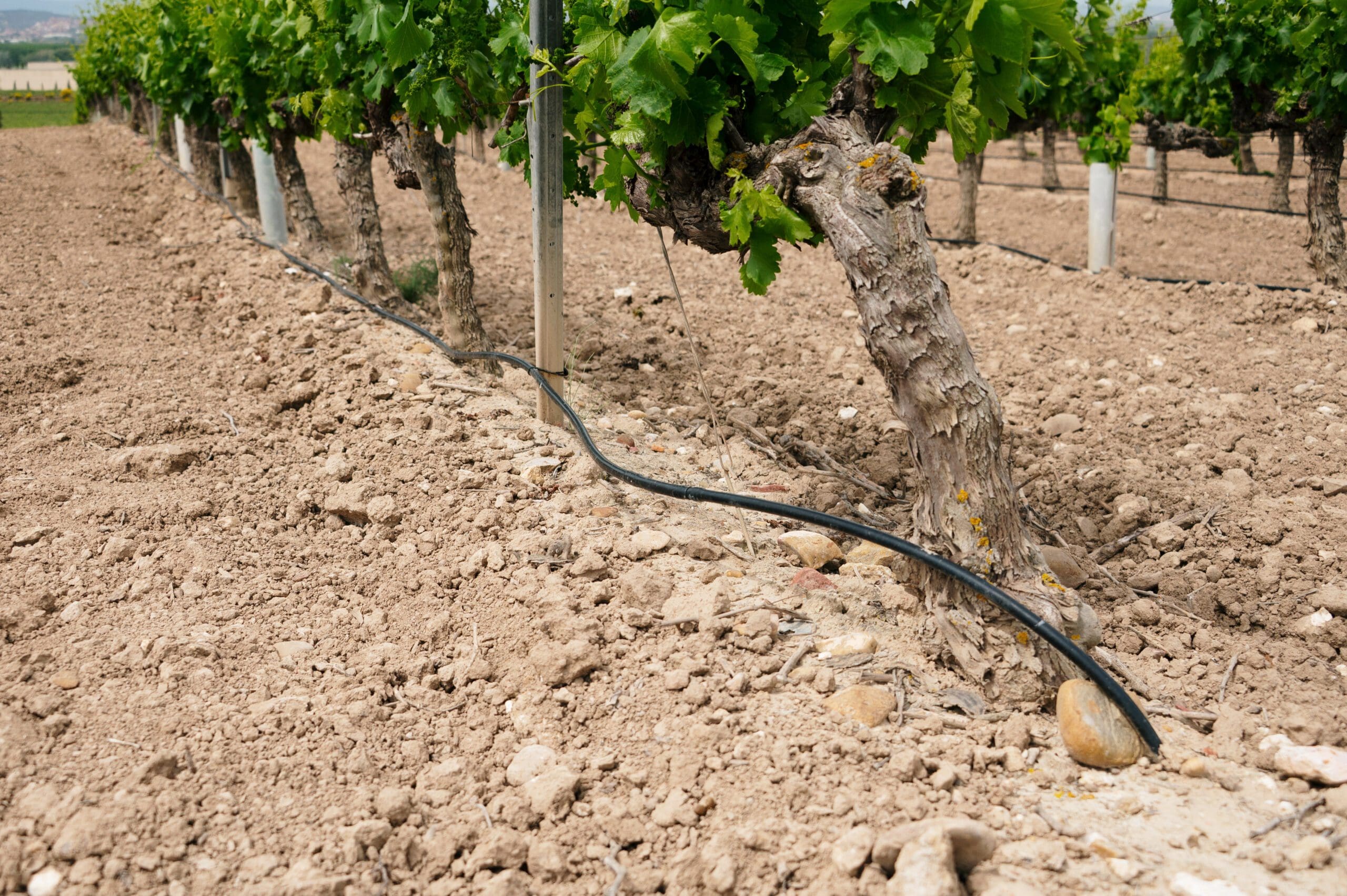 Drip irrigation system in a vineyard